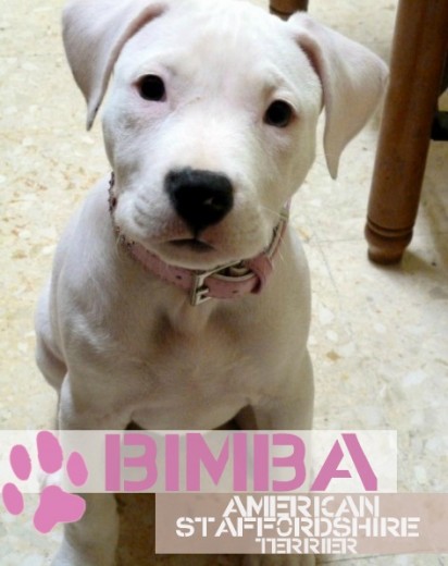 bimba american staffordshire terrier de 2 meses amstaff